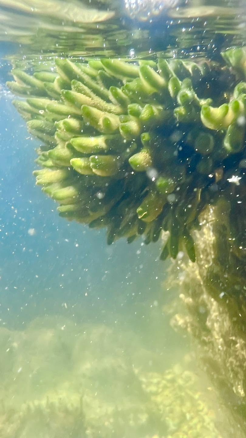 Il velluto venuto dal mare:  l''alga Codium subtomentosum